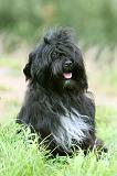 TERRIER DU TIBET 346